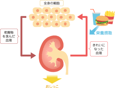 図1 血液循環と腎臓