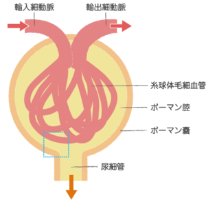 図5 腎糸球体