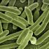 koli-bacteria-gc1bb2f125_640腸内細菌.jpg